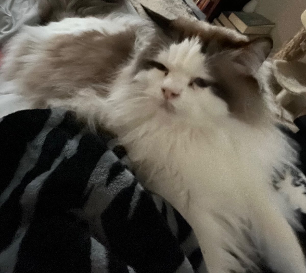Loreley672's tweet photo. My child stole my @TwinParanormal blanket it…had it all of five minutes https://t.co/feVgOJoWqO