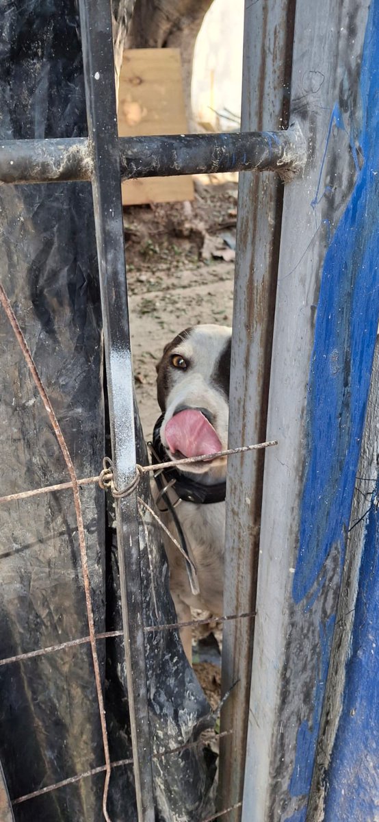 BarrioSnAntonio's tweet photo. @VeroDelgadilloG @GuadalajaraGob  @PabloLemusN por favor, rescaten a este perrito que está atrapado en un predio que clausuraron los de inspección con el animalito dentro en Av. Enrique Diaz de Leon # 515 entre mexicaltzingo y Montenegro #proteccionanimal https://t.co/R7cPlp2fIp
