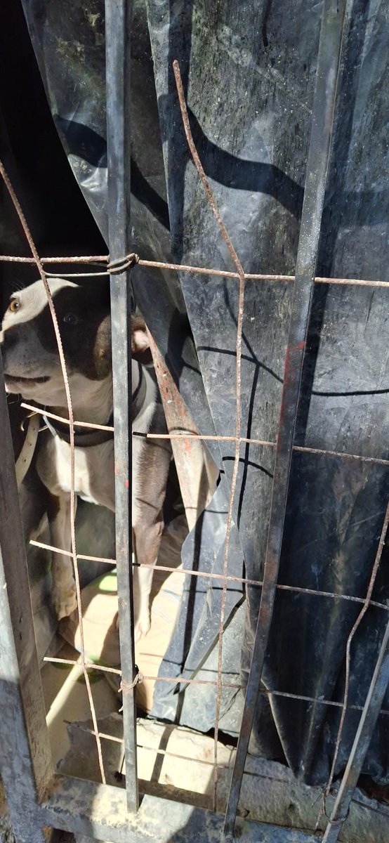 BarrioSnAntonio's tweet photo. @VeroDelgadilloG @GuadalajaraGob  @PabloLemusN por favor, rescaten a este perrito que está atrapado en un predio que clausuraron los de inspección con el animalito dentro en Av. Enrique Diaz de Leon # 515 entre mexicaltzingo y Montenegro #proteccionanimal https://t.co/R7cPlp2fIp