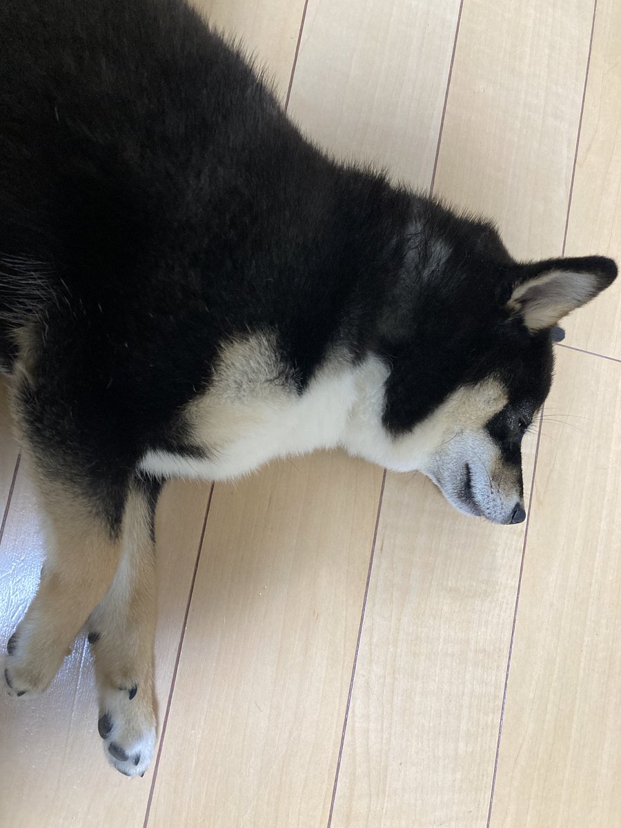 panpacapaaann's tweet photo. もちょってきてない❓🥺 https://t.co/DnRZoeOhOu