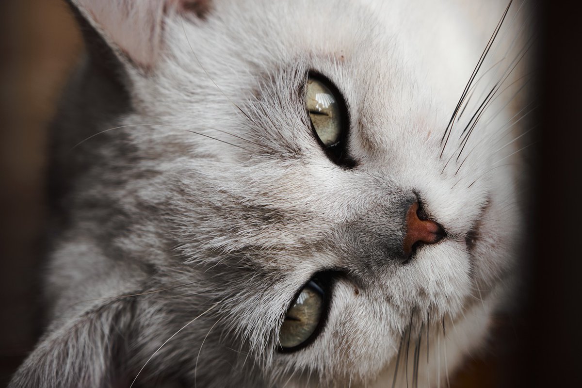 CatLover841107's tweet photo. https://t.co/4OAqh6VzBY