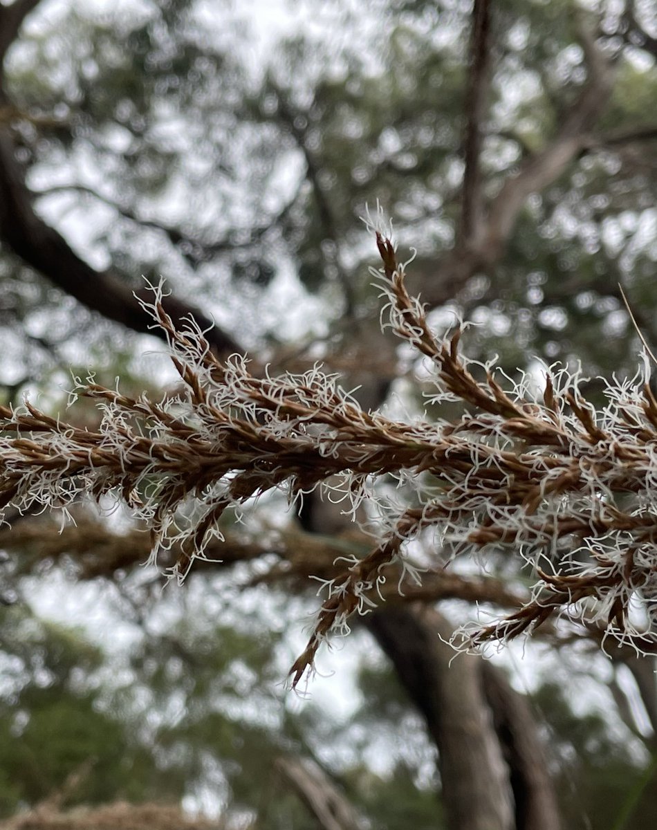 WolcottJ's tweet image. This Gahnia sieberiana towers over me. While its red fruit is pretty, so are its flowers. #wildoz #sedges