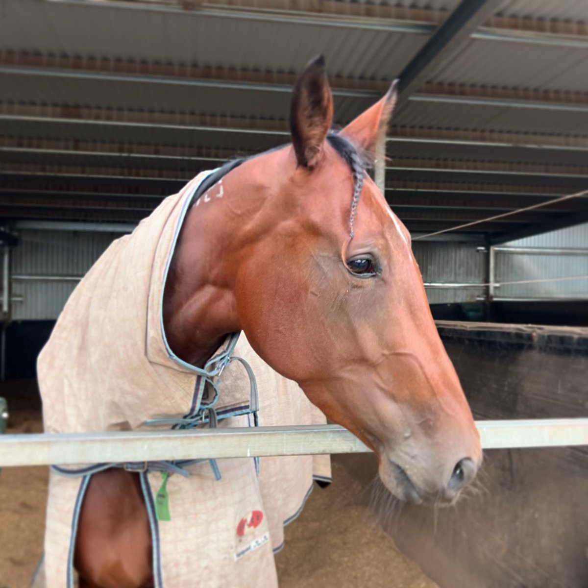 VEE EM GEE MACRAY scored her 9th career win at Geelong last night in the APCO Pace and edges closer to $100k in earnings. She’s out in the paddock with her younger sister for the weekend, no doubt pointing out that she only managed third last night. #sisters #betavet