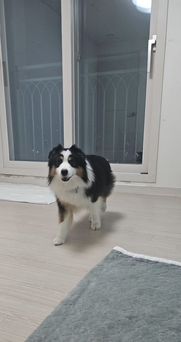 임보처에서 어리둥절한 만두