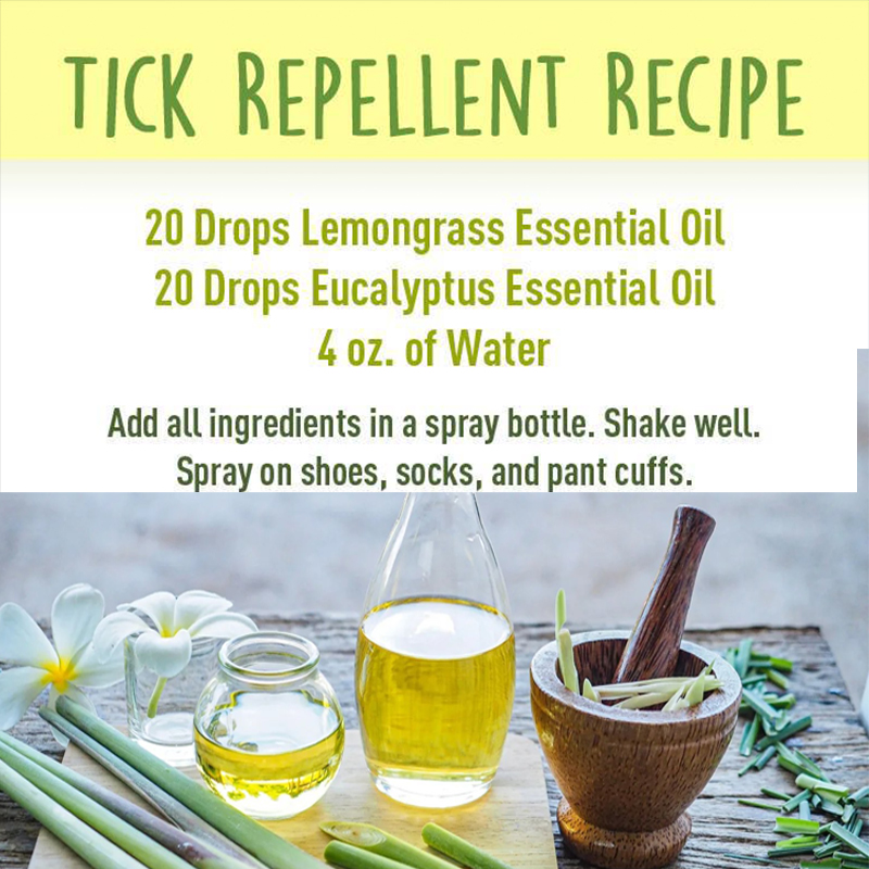 OrganicLiveFood's tweet photo. Homemade #Tick #Repellent: Add 20 drops of #lemongrass oil and 20 drops of eucalyptus oil to water, mix it and Pour into spray bottle 

https://t.co/BDfQqAmG6X