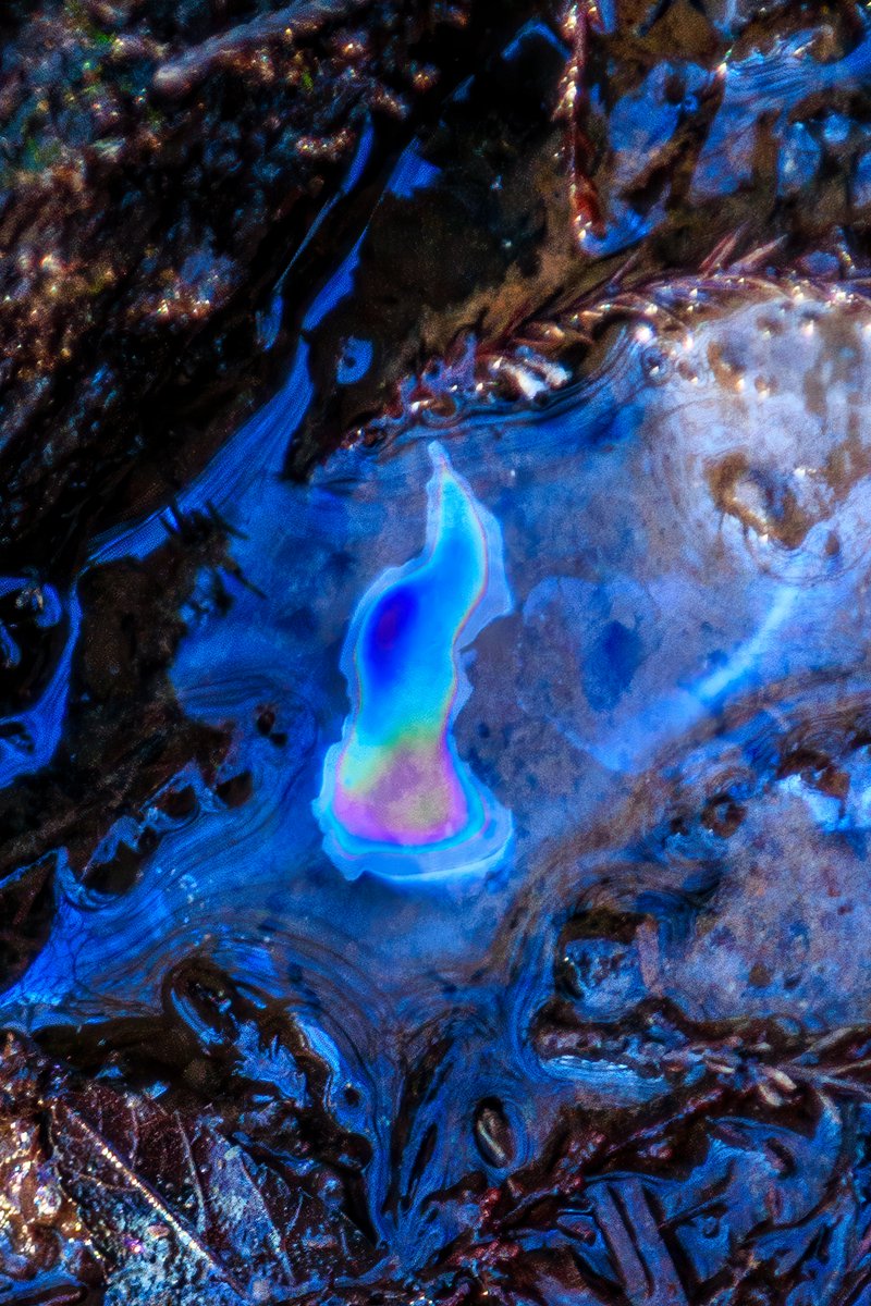 ChazHite's tweet photo. Swamp Sheen-1     https://t.co/6xoOKH8jcm
A vibrant and colorful iridescent pattern appears on a dark, wet surface, creating an abstract and captivating visual effect. Swirling blues, purples, and hints of orange combine to form a fluid, dynamic shape. Cause- decaying vegetation. https://t.co/UCWcQVNmM1