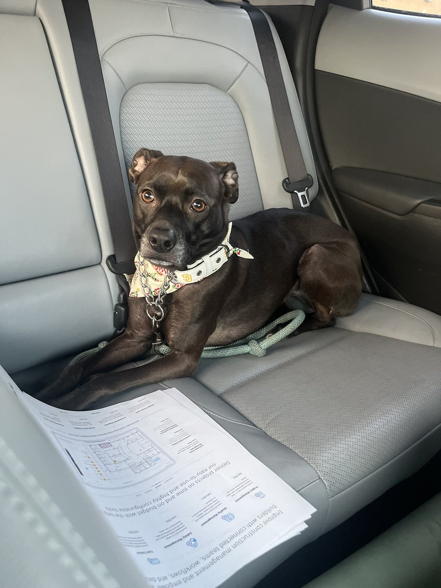 gringokiki's tweet photo. @Philly_Mays @PAWSChicago Kiki says sup https://t.co/V67brB6jR6