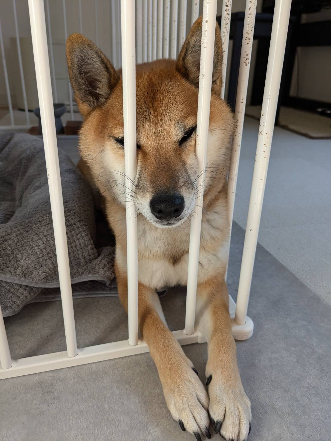 柴犬メイ on X: 
