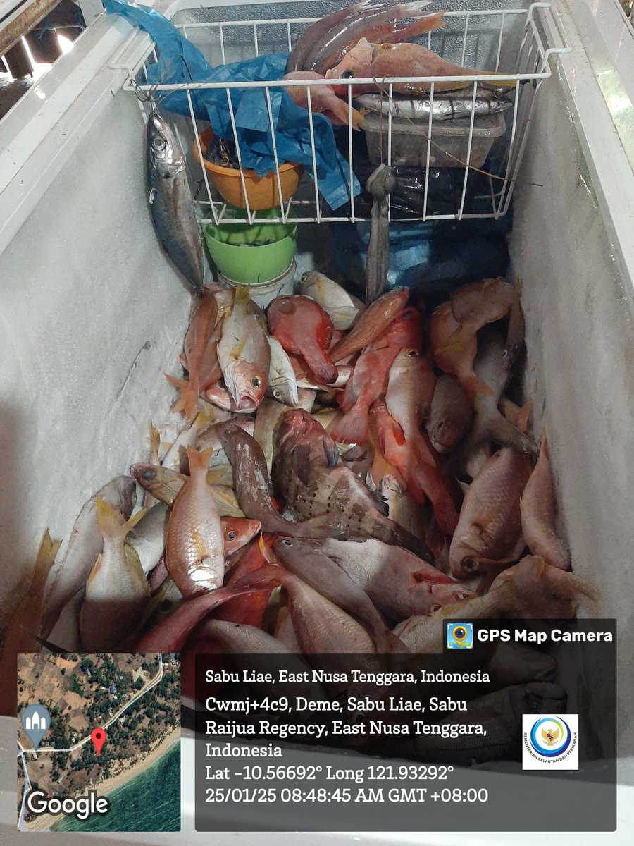 NalleRegi's tweet photo. Sabtu (25/1), Regi N. Nalle, S.Pi Luhkan Kab. Sabu Raijua-NTT, di KUB Dua Putri Desa Deme, Melaporkan hasil tangkapan ikan gandola&amp;kakap merah dengan pancing ulur, Januari 2025 sebanyak 75 kg harga jual 35.000/kg.
#GiatLuhkanSatminkalGONDOL
#SabuRaijua
#Tangkap https://t.co/37Ldk1Tc3T