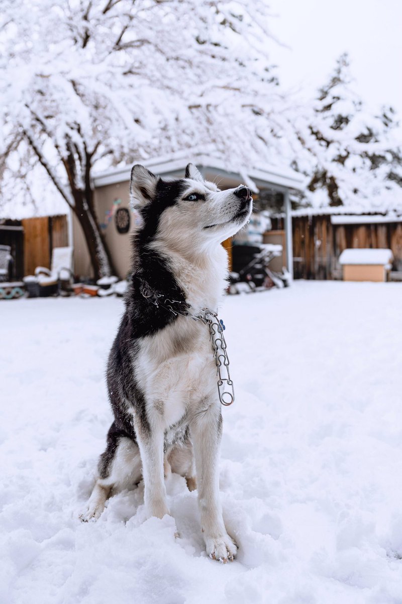 marie_nassar's tweet photo. Good morning X-Friends…Happy Saturday 🌲🪵☃️❄️🐕🤍🩷

#SaturdayMorning 🌷 #CoffeeTime ☕️ #DogsLover 🐕 #HappyWeekend ☃️ #StayPositive ❄️ #PeaceAndLove 🕊️ https://t.co/1DXWsk0j1n