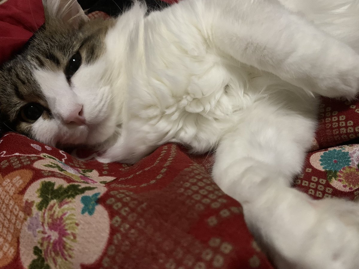 Layla_keyb's tweet image. 引っ越し準備をしているとまあ出るわ出るわ、ピックと譜面…
この調子で無くしたカポも出てきてくれたら嬉しいんですけども…

あけましておめでとうございます