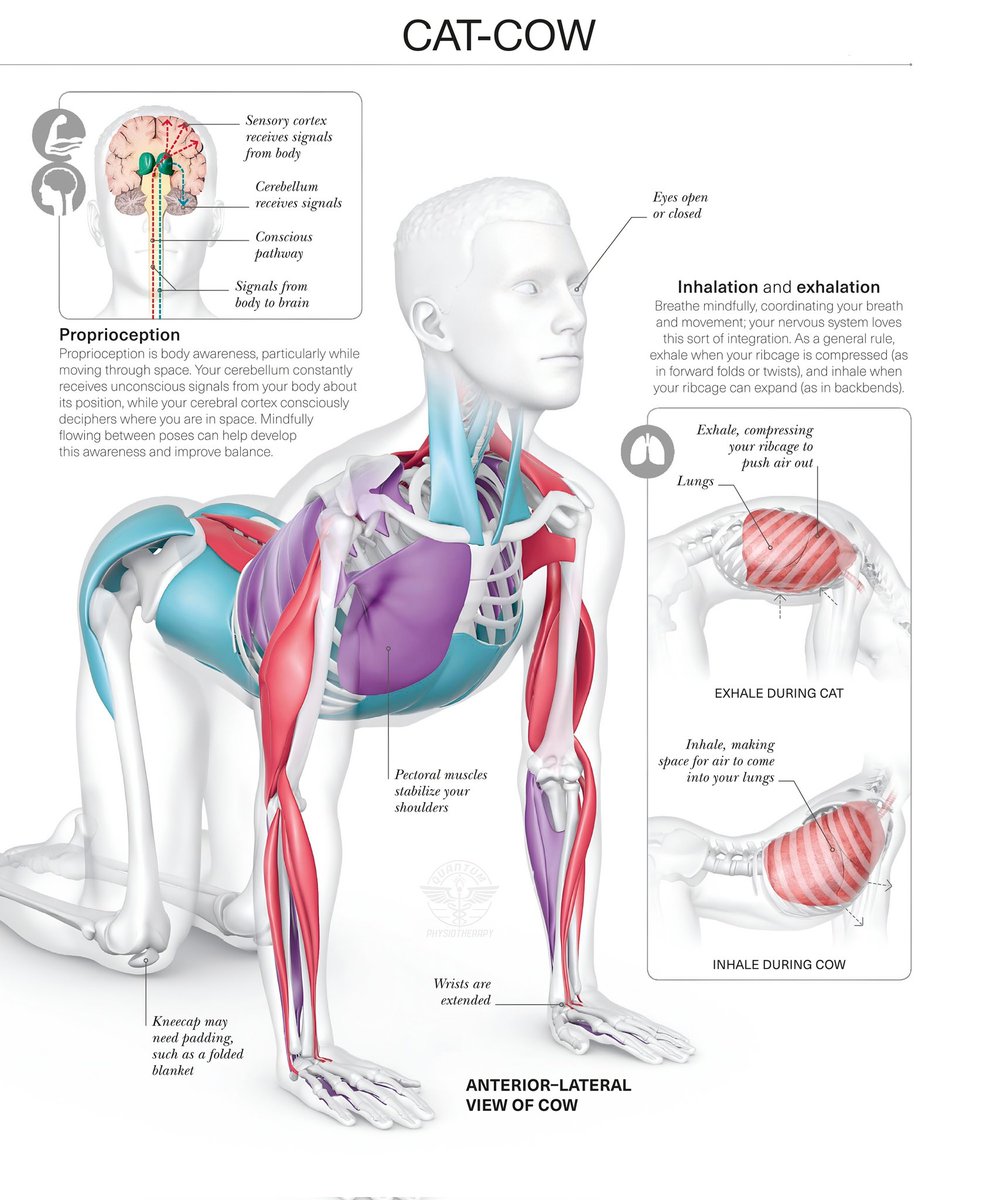 QPhysiothe10445's tweet photo. Cat cow pose increases the flexibility of the neck, shoulders and spine. The movement also stretches the muscles of the hips, back, abdomen and chest. Strengthens your spine
#catcow #healthcare #doctor #fitness #trending #viral https://t.co/zFYHV5DpJF