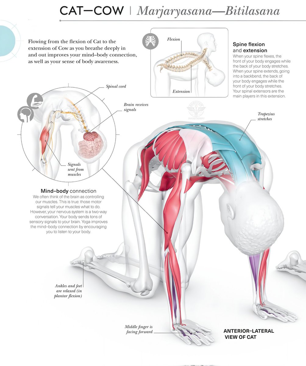 QPhysiothe10445's tweet photo. Cat cow pose increases the flexibility of the neck, shoulders and spine. The movement also stretches the muscles of the hips, back, abdomen and chest. Strengthens your spine
#catcow #healthcare #doctor #fitness #trending #viral https://t.co/zFYHV5DpJF