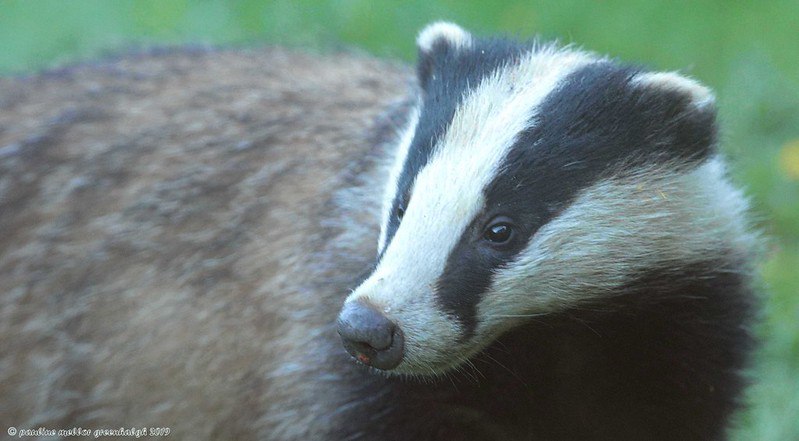 HourlyBadgers's tweet image. [🔗](api.tinyfox.dev/hourly/badger/…)