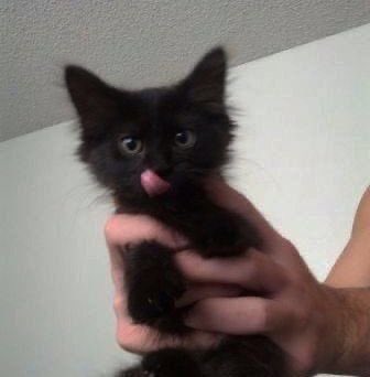 sexycutie0915's tweet photo. meow https://t.co/LNHHdWikCc