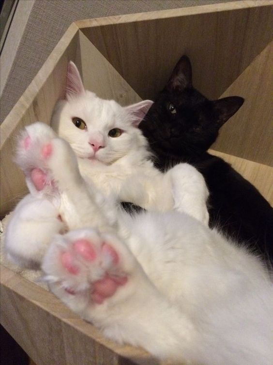 Black cats are not bad luck (@visualscat) on Twitter photo 