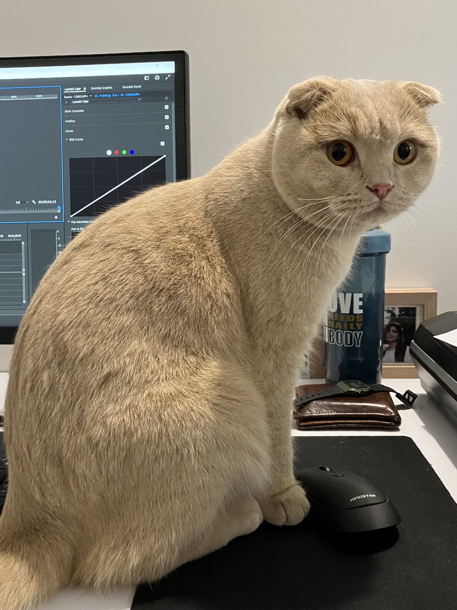 Gm gm ❤️
He dosn't let me to work😂
His name is Lufi 😻