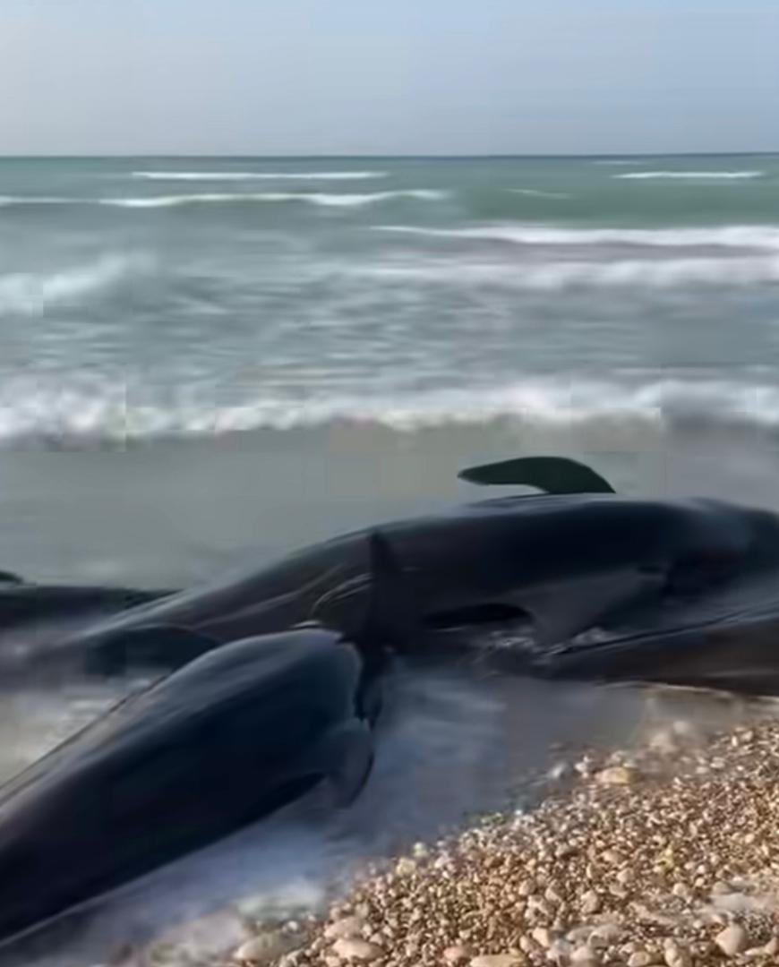 🐬 Mass Dolphin Stranding at Mareero Coast: A tragic reminder of the interconnectedness of animal, human, and environmental health. Urgent action is needed with a One Health approach to investigate causes, protect marine life, and ensure ecosystem sustainability. 🌊