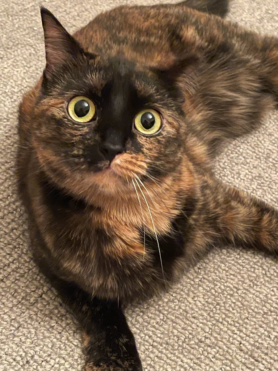 givemesheltersf's tweet photo. We're Holly &amp; Freda, bonded 2 y/o sisters! I’m Holly, a sweet &amp; chatty Tortie. I’ll greet you at the door, ready for lots of head scratches and belly rubs! I’m Freda, a sporty, dynamic Tortie with a bit of spicy tortie personality to match.

Adopt: https://t.co/zbFkCmLOWd https://t.co/iEoJ0cc1Jn