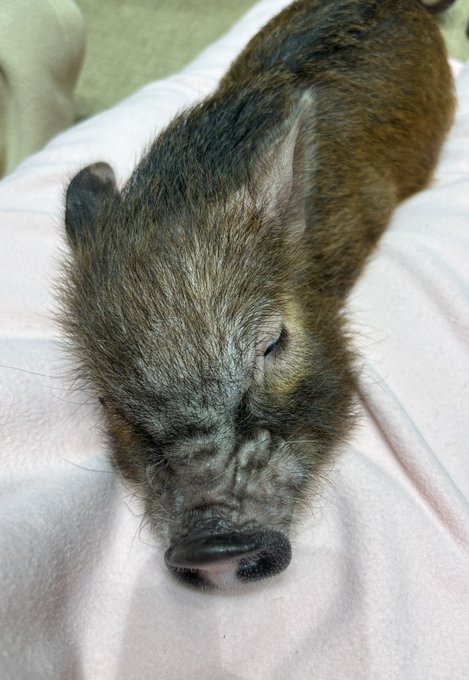 どうも、安心感に定評のある人です

こちら安心しすぎて爆睡しているマイクロブタちゃん🐖達です 