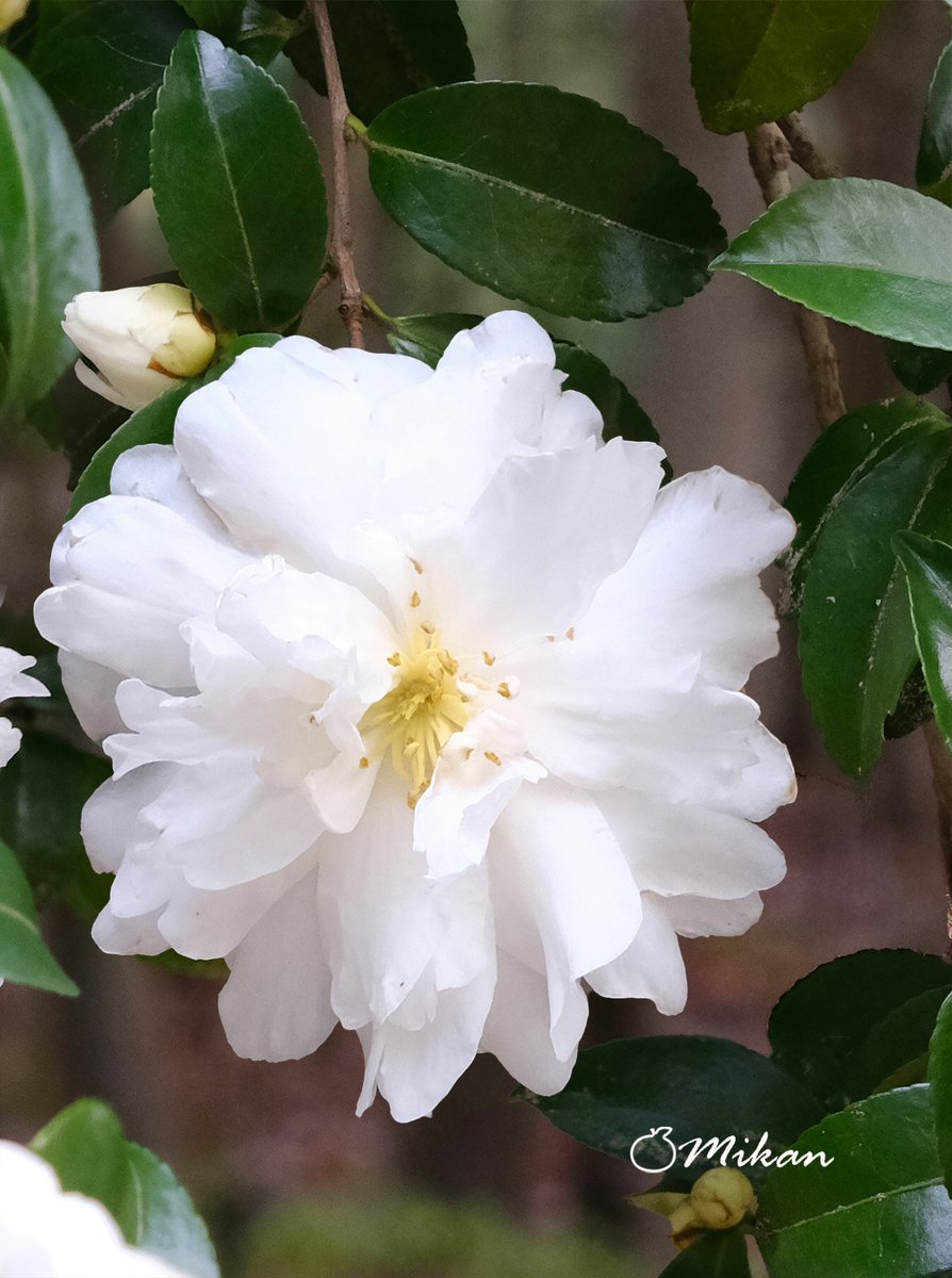 お疲れ様です🥰

寒さに気をつけて穏やかな夜を☕️🍩

 　本垢 🍊夏みかん🎀 @n1t2m322