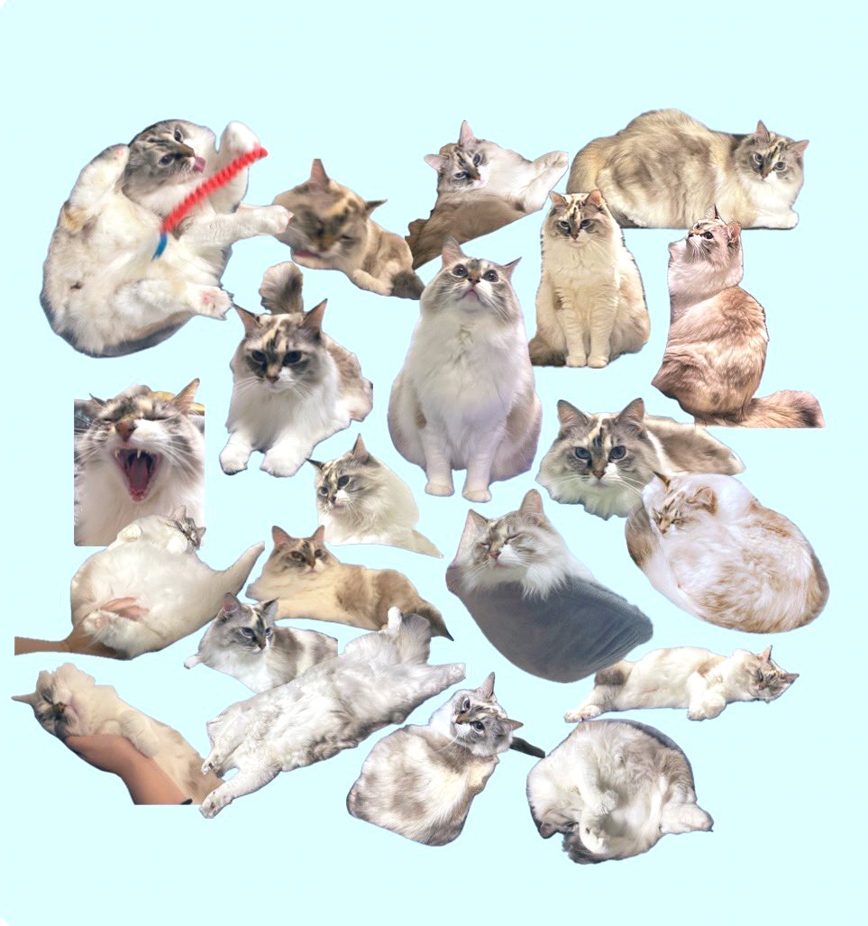 faacocat's tweet photo. ファーコ様のアソート

#しろだぬき　#猫 https://t.co/8KM5DVqpEH