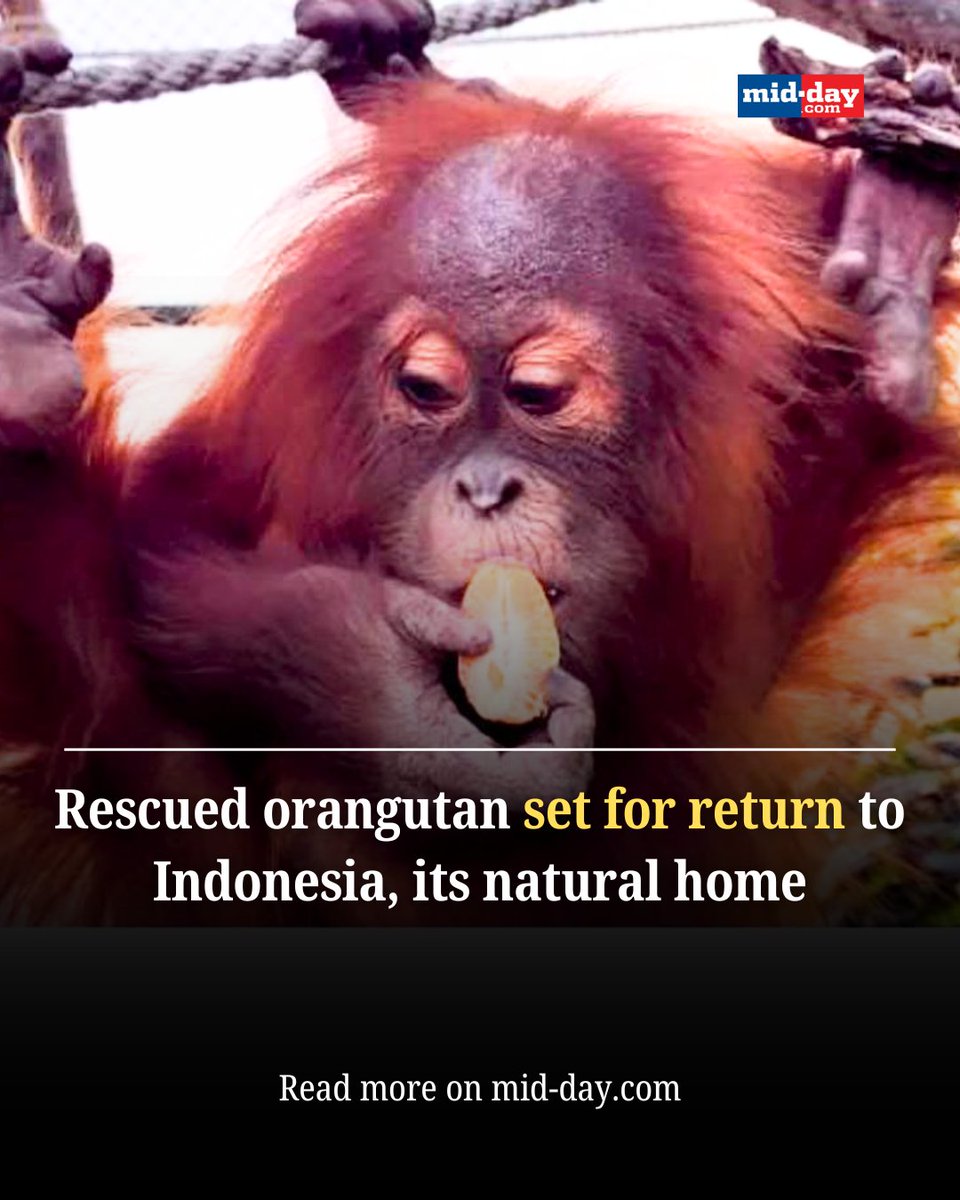Ranjeet Shamal Bajirao Jadhav (@ranjeetnature) on Twitter photo Rescued orangutan set for return to Indonesia, its natural home
mid-day.com/mumbai/mumbai-…
<a href="/mid_day/">Mid Day</a> <a href="/WCCBHQ/">Wildlife Crime Control Bureau</a> <a href="/MahaForest/">Maha Forest Official</a> <a href="/raww_tweets/">Pawan Sharma</a> <a href="/CITES/">CITES</a> <a href="/IUCNRedList/">IUCN Red List</a> <a href="/IUCN/">IUCN</a> Rescued orangutan set for return to Indonesia, its natural home
mid-day.com/mumbai/mumbai-…
<a href="/mid_day/">Mid Day</a> <a href="/WCCBHQ/">Wildlife Crime Control Bureau</a> <a href="/MahaForest/">Maha Forest Official</a> <a href="/raww_tweets/">Pawan Sharma</a> <a href="/CITES/">CITES</a> <a href="/IUCNRedList/">IUCN Red List</a> <a href="/IUCN/">IUCN</a>