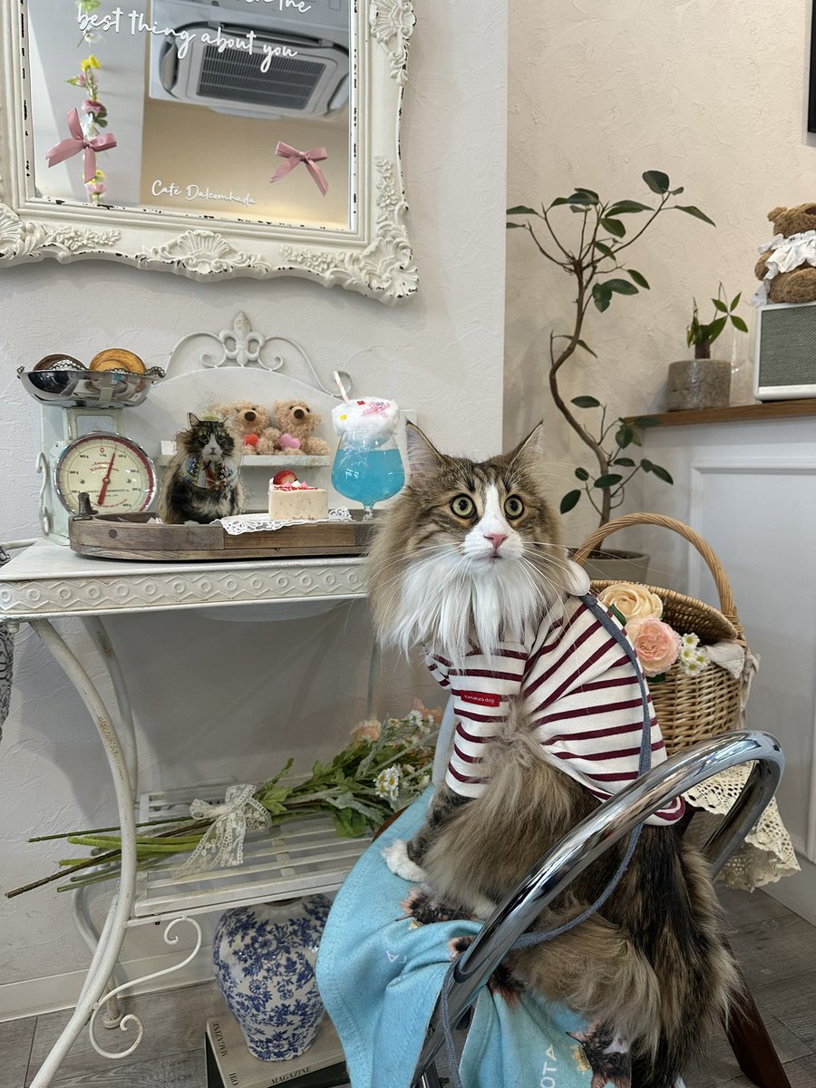 kyappachan's tweet photo. ฅ(๑⃙⃘•ө•๑⃙⃘)ฅ撮影スポットがたくさんあるカフェでしゅ️🩵

#rien_cats #CafeDalcomhada #新宿御苑 https://t.co/wdo2XO6Nlp