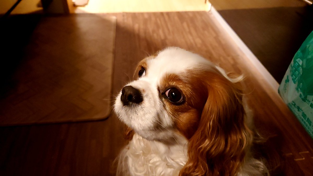 何かを見つめるハニー。

大好物のオヤツの袋（笑）