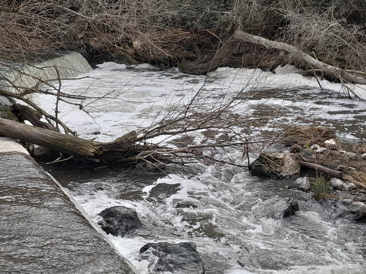 bikervva's tweet photo. Ahora el Genil no viene negro, como en días pasados. Pero huele fatal y con tono amarillento forma gran cantidad de espuma.También hay peces muertos, señal de una gran contaminación.¿Qué estará pasando ahora?Estás fotos son de está mañana en La Presa de Vva.Mesia. @guardiacivil https://t.co/fw210t3QE2