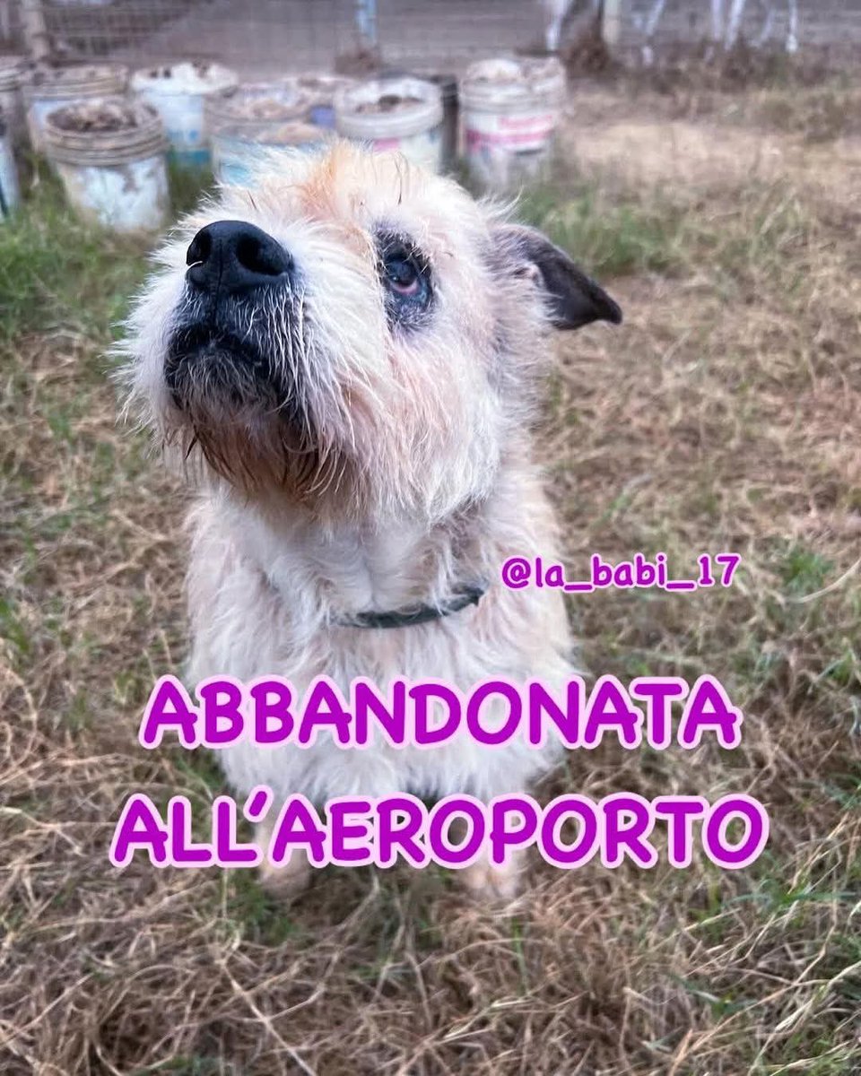 Schnauzer in miniatura grigio e marrone foto – Immagine gratis di Animale  su Unsplash, image size:960x1200