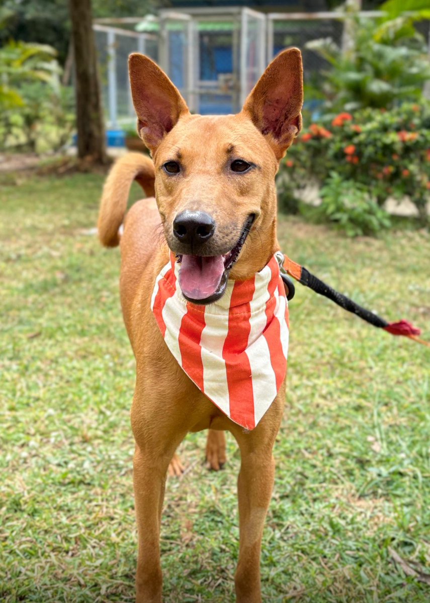 Niall Harbison tweet media