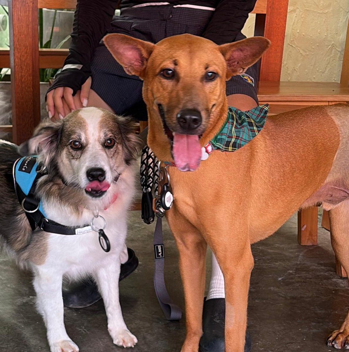 Niall Harbison tweet media