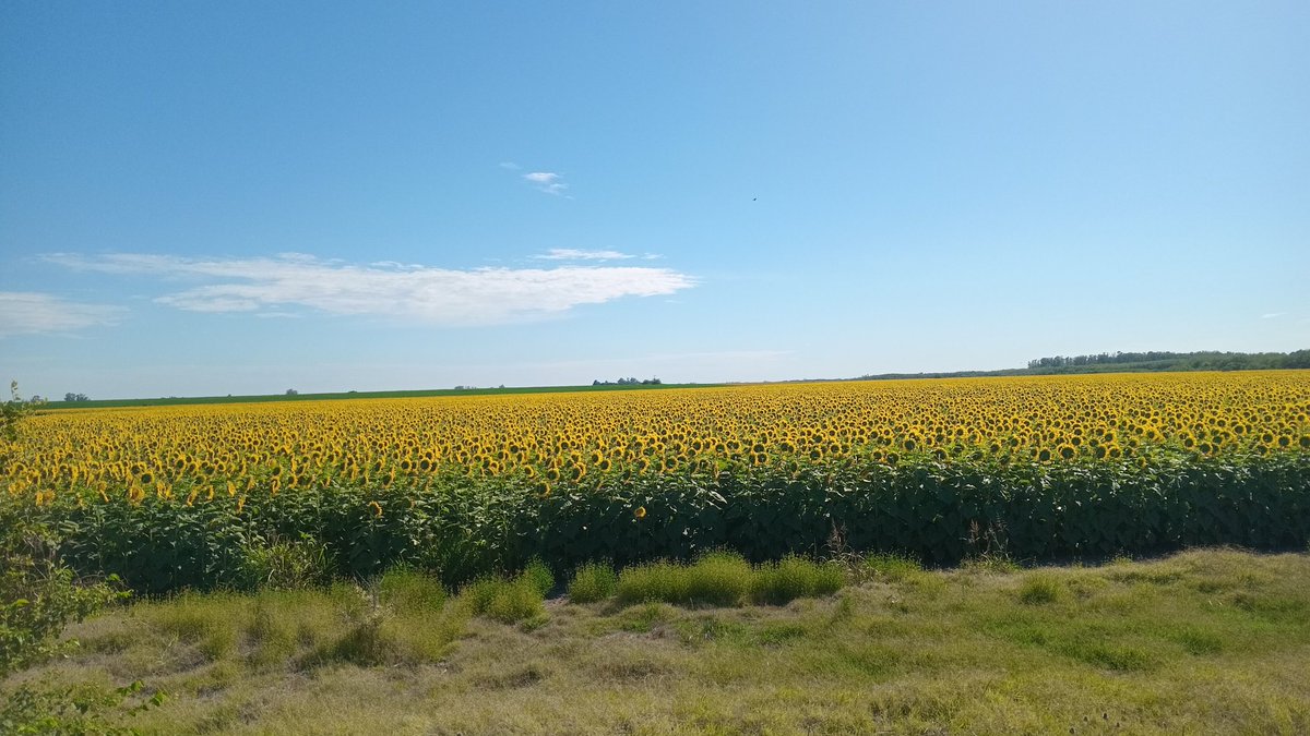 Girasol en Hunter, corazón de la zona núcleo.  Alguien que "la vio"... la sequía parece no hacerle mella.