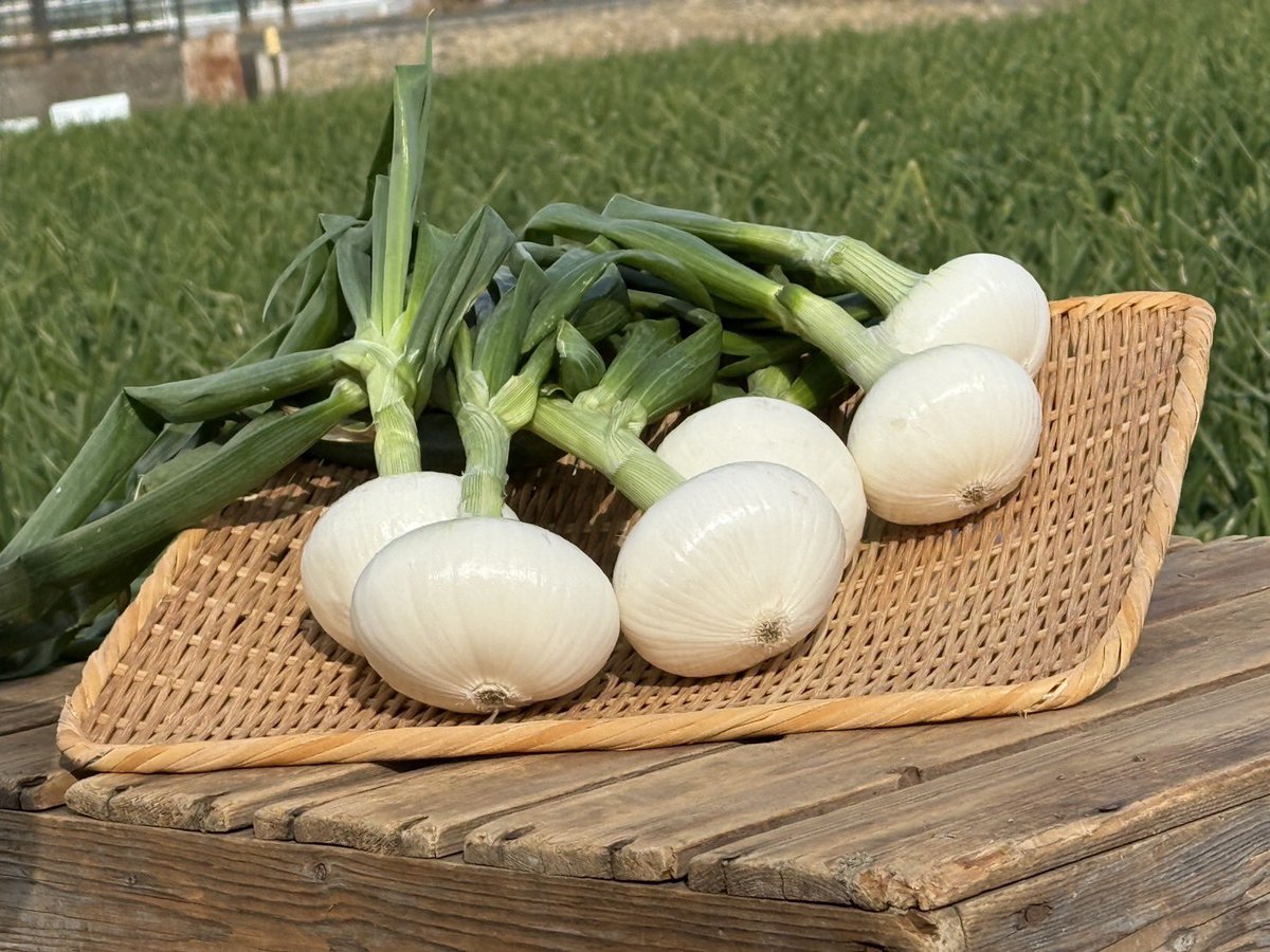 このあとよる6時半‼️】 新玉ねぎって春のイメージですよね？🌸 でも