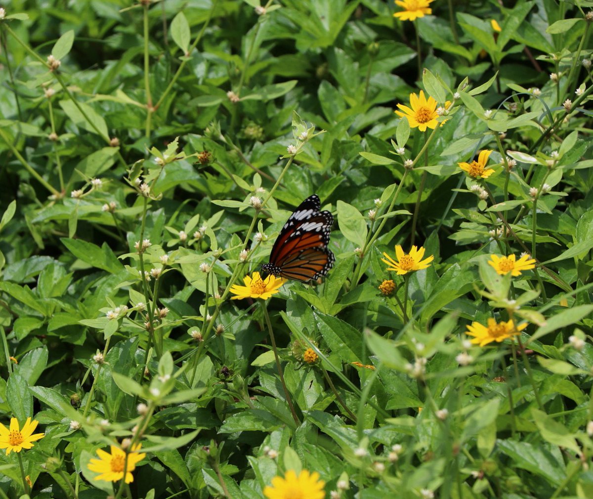 FramesOfSheth's tweet photo. Butterfly-fleeting and free,
No chains, no weight, just sky to see.

Yet even wings feel fading light,
For beauty bears its hidden plight✨

#buddingphotographer 
#framesofsheth https://t.co/EyRINHVdL7