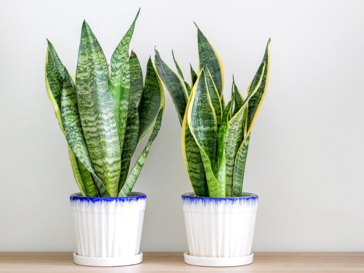 safonyameherbal's tweet photo. How to use SNAKE PLANT for good luck?

The best location for snake plants is at the entrance of a house, to protect it from bad energy, improve the environment, and attract wealth. It will help to cleanse any bad energy that you bring home with you from people or outside🌿….it has also shown to purify air by absorbing carbon dioxide and other harmful gases and increase the production of Oxygen in an enclosed room💚