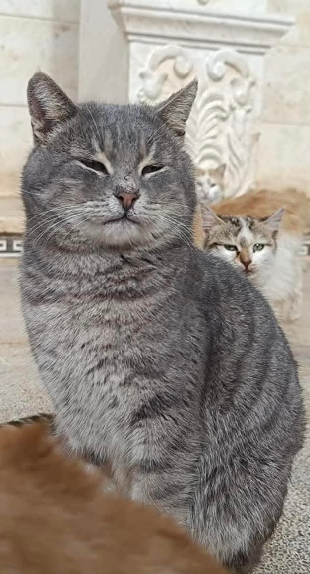 The Authentic Cat Man From Aleppo tweet media