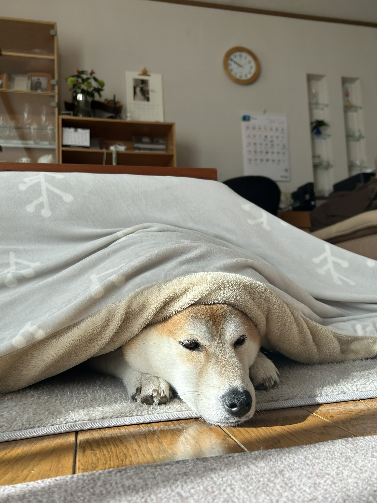 柴犬 りん (@rin__shibaken) / X