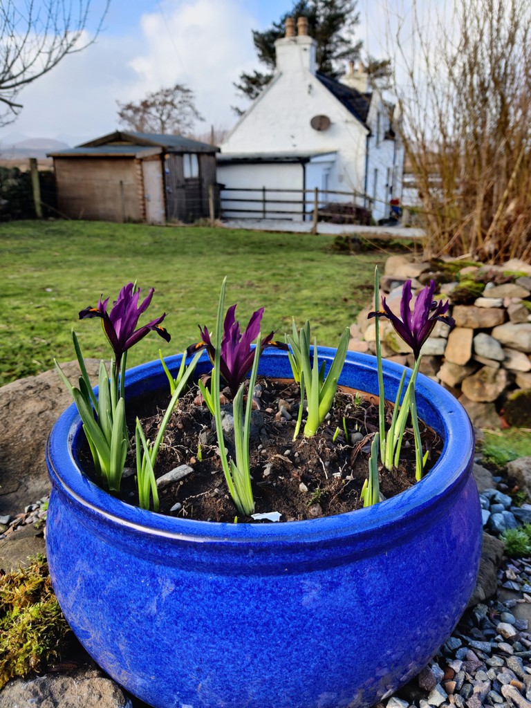 As the weather starts to warm up in February, you could be seeing these lovely miniature irises popping up in one of the 3 garden areas at Oystercatchers Cottage on the Isle of Skye. Just 10 mins from the Bridge. Come and stay over half term?  Book now at tinyurl.com/Oystercatchers…