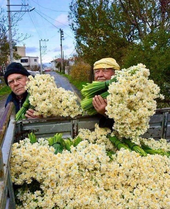 ortamdasatarsn's tweet photo. Nergis hasadı.. https://t.co/m1AhoG6epi