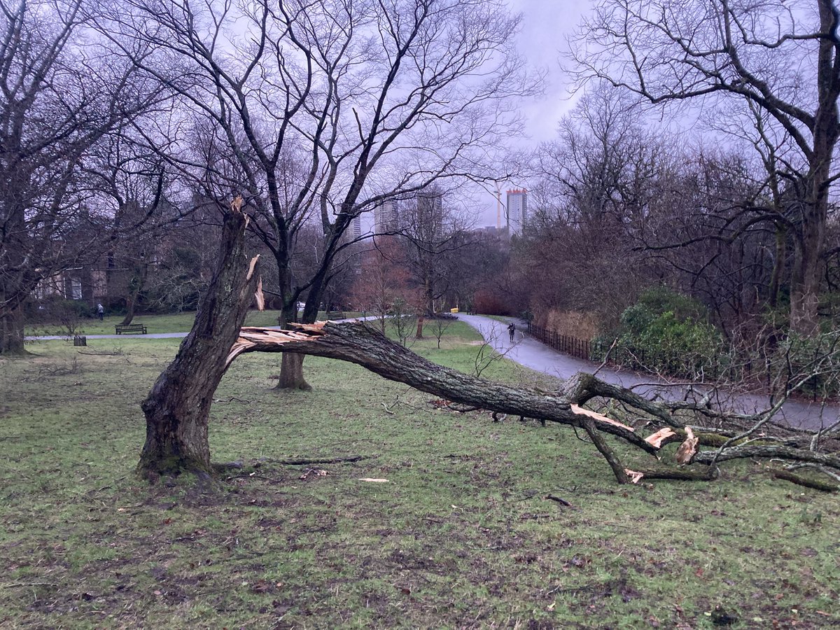 Glasgow Botanic Gdns (@glasgowbotanic) on Twitter photo Morning, Grounds are now open <a href="/GlasgowBotanic/">Glasgow Botanic Gdns</a> and we are clearing paths. Main Range Glasshouses and Tea Rooms will remain closed, the Kibble Palace is open and the tree trail is now slightly shorter. Morning, Grounds are now open <a href="/GlasgowBotanic/">Glasgow Botanic Gdns</a> and we are clearing paths. Main Range Glasshouses and Tea Rooms will remain closed, the Kibble Palace is open and the tree trail is now slightly shorter.