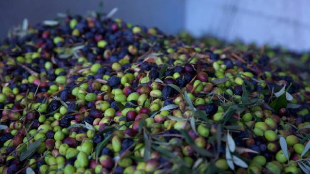 Türkiye'den geçen yıl yaklaşık 60 milyon dolarlık siyah ve yeşil zeytin ihracatı gerçekleştirildi. Siyah ve yeşil zeytini 48 ülkeye ihraç eden üreticiler, en fazla dış satımı 32 milyon 184 bin dolarlık ürünle Almanya'ya yaptı.

<a href="/trthaber/">TRT HABER</a>