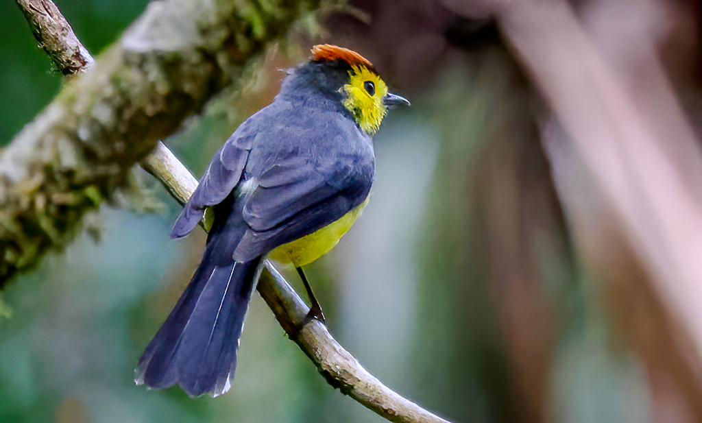 Gary Ladner tweet media