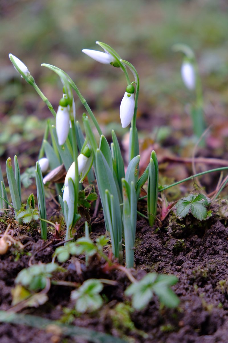 Jaro vyslalo posly..🙏 Dobré ráno z Plzně!