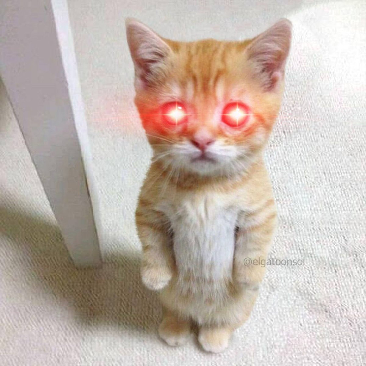 el gato (the standing cat) tweet media