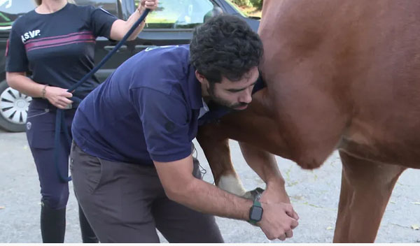 "Avec l’#IRM, on va voir tous les tissus mous qu’il y a dans les pieds" : quand les #chevaux passent (eux aussi) des IRM
Pas d'anesthésie générale ou locale, seulement un calmant
france3-regions.francetvinfo.fr/provence-alpes…