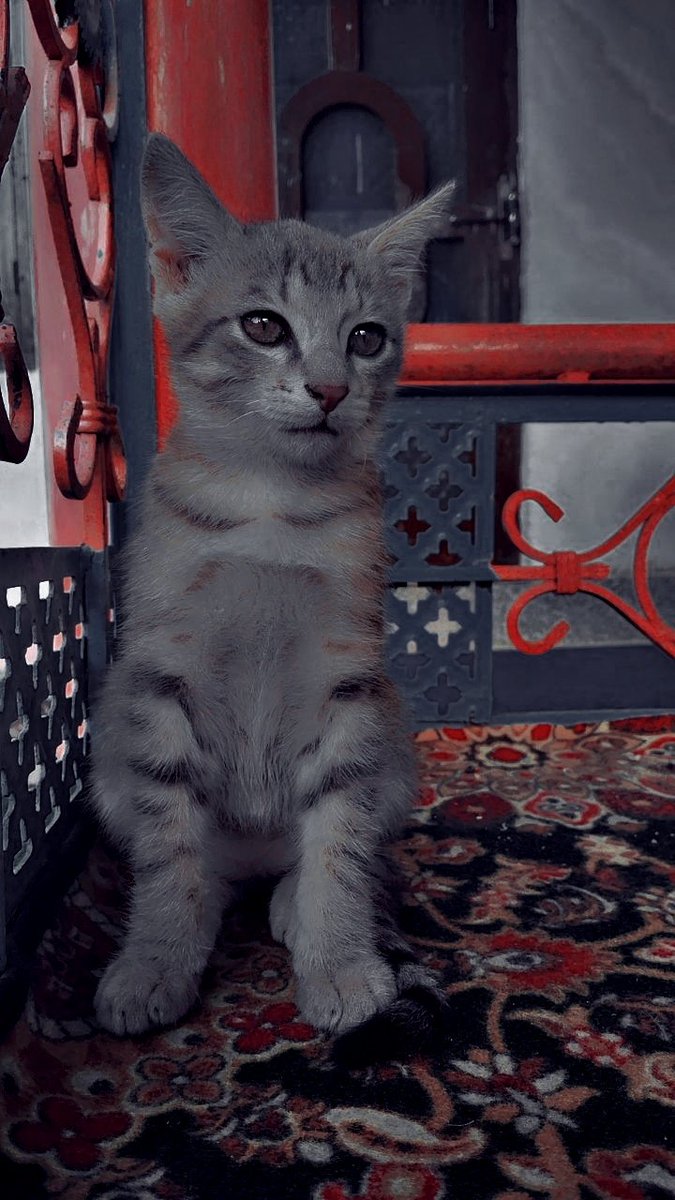 TauSeefWan94527's tweet image. Elegance in every whisker. 🐾💫

#CatLife #MeowMode  #CatNap #PetLove #CuteCats #Purrfection