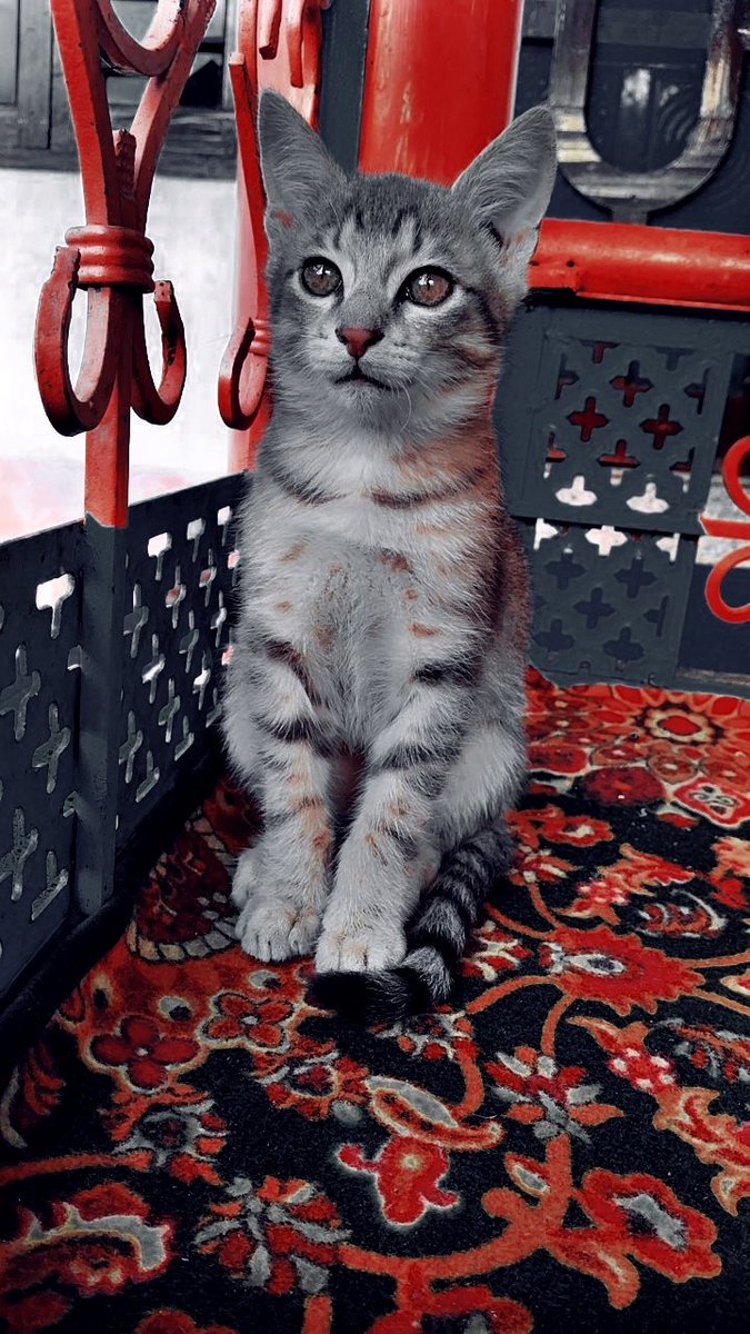 TauSeefWan94527's tweet image. Elegance in every whisker. 🐾💫

#CatLife #MeowMode  #CatNap #PetLove #CuteCats #Purrfection