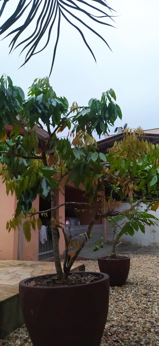 Tempo bom com céu encoberto no amanhecer deste sábado 25/01/25 em Dom Joaquim/Brusque. Sol por entre variação de nuvens durante a manhã, prováveis chuvas a tarde e máxima de 31/32°C é a tendência para hoje. No momento 6:21 faz 23°C no bairro.